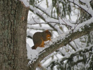 squirrel in snow
