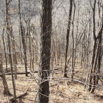 Clifty Falls State Park