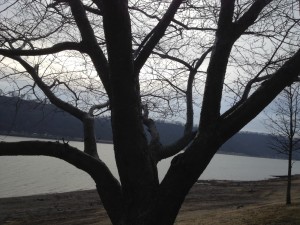 cherry tree on Ohio