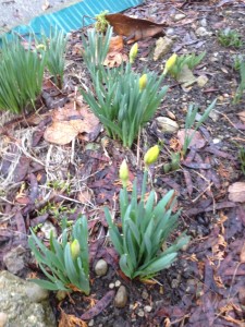 daffodils about to bloom