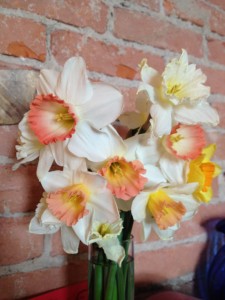 assorted daffodils