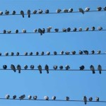 birds on a wire
