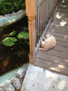 One of Hemingway's cats. I want this life.