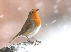 An English robin looking very cold
