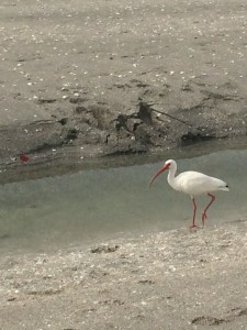 The all-important ibis