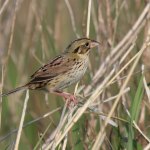 Henslow's sparrow